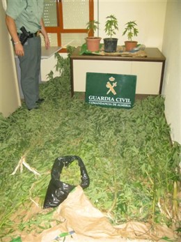 Marihuana intervenida en Almería