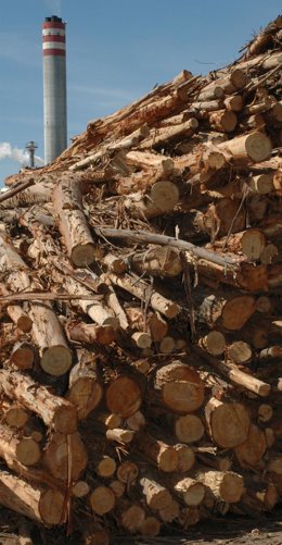 Imagen de la madera local acopiada en el parque de madera de la fábrica Ence en 
