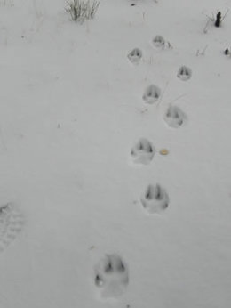 Pisadas de lobo en la Sierra de Madrid