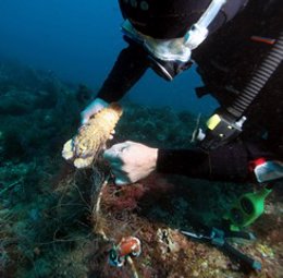 Submarinista recupera una cigarra de mar en una red de pesca abandonada
