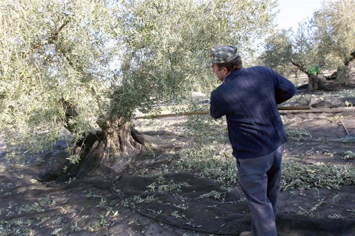 Recogida de olivas en Jaén