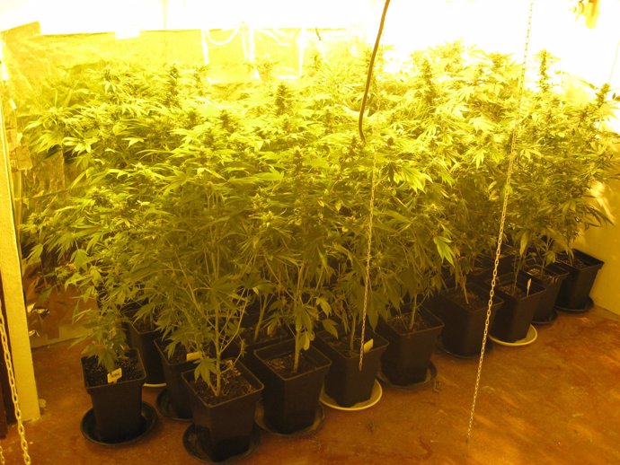 Droga. Plantación de cannabis intervenida por las Fuerzas y Cuerpos de Seguridad