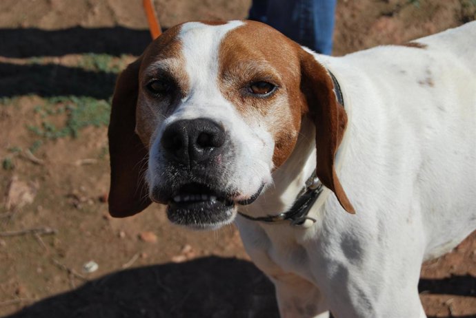 NOTA DE PRENSA FELCAN ADOPTA PERROS Y GATOS SPAG