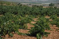 Las heladas arruinan la cosecha de alcachofa del Valle del Guadalentín y del Campo de Cartagena, según Asaja