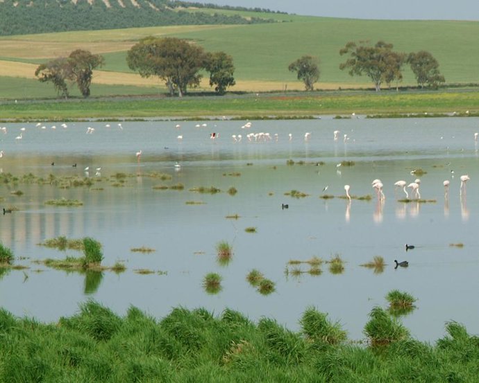 Guadalteba Participa En Un Encuentro Técnico Para Analizar La Observación De Fau