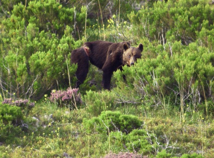 Oso atrapado por un lazo ilegal
