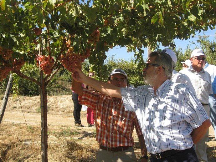 El delegado de Agricultura visita una finca de uva de mesa en Alhama de Almería 