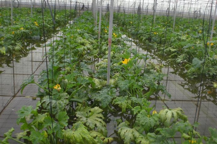 Imagen de un invernadero de Almería dañado