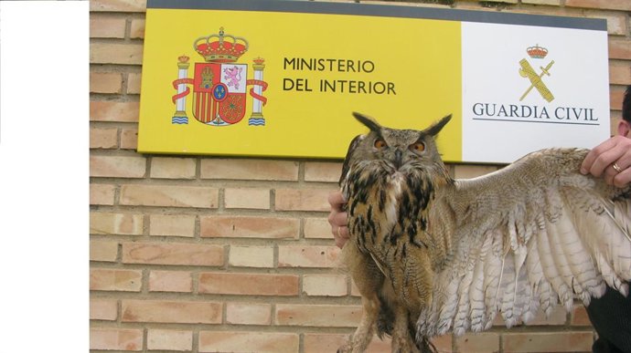 Rescate de búho real