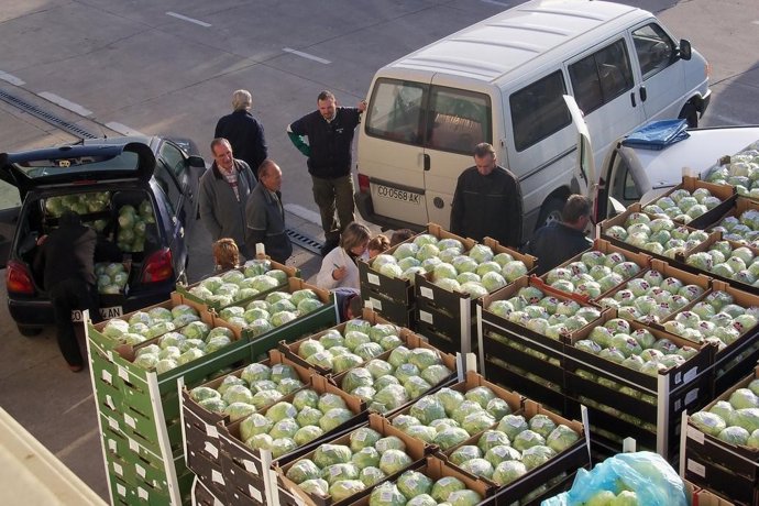 Reparto De Lechugas Y Cebolla Del Banco De Alimentos