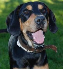 Gonso, el primer perro adoptado en El Refugio, en Madrid, en 2011