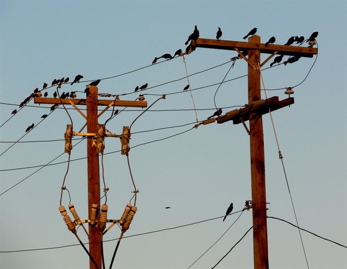 Pájaros en un poste eléctrico