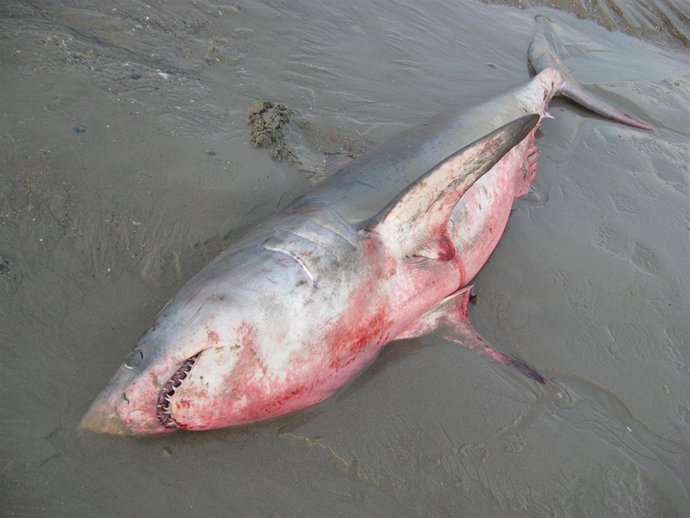 CONCELLO DE OLEIROS (Notas E Fotos Do Tiburón)