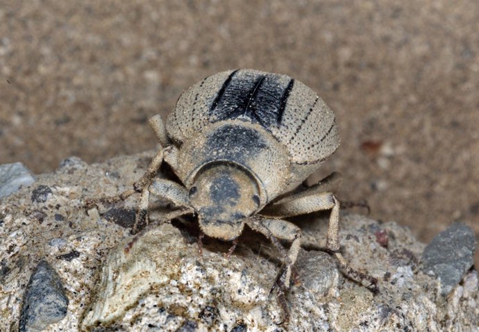 La Pimelia canariensis se encuentra en terrenos arenosos y húmedos de Tenerife