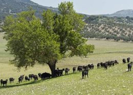 Paisaje rural en Andalucía