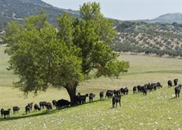 Paisaje rural en Andalucía