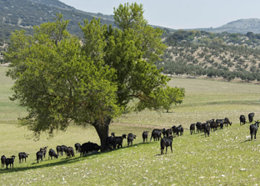Dehesa, medio rural, pastoreo, ganado