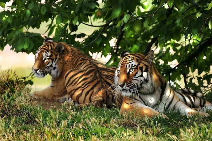 Tigres de Bengala