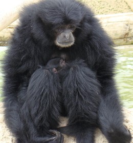 Un ejemplar de siamang, con su cría