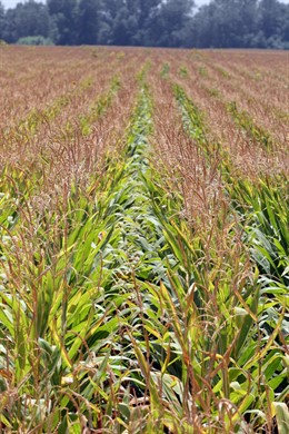 Cultivos de Andalucía