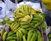 Los plataneros canarios venden más kilos en 2010, pero reciben 30 millones de euros menos