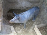 El MARM está abierto a cualquier propuesta del sector ibérico para el cambio en la norma de calidad