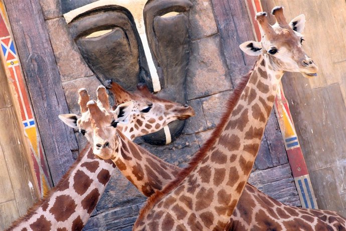 Jirafas 