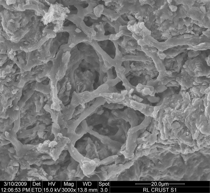 FOTOS Y NOTA DESCUBIERTOS HONGOS FÓSILES CON MÁS DE 160 MILLONES DE AÑOS