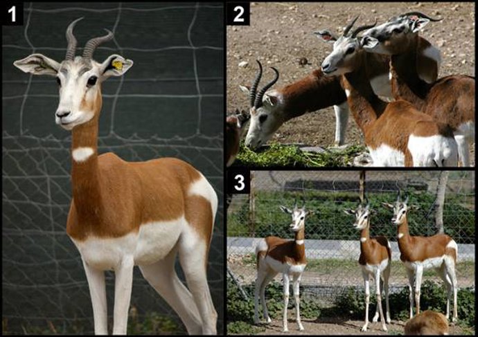 El CSIC Viaja A Senegal Para Analizar La Situación Del Antílope Mohor