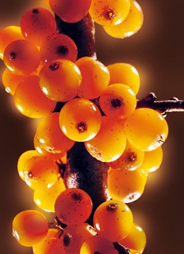 Imagen de Espino Amarillo, de Yves Rocher 