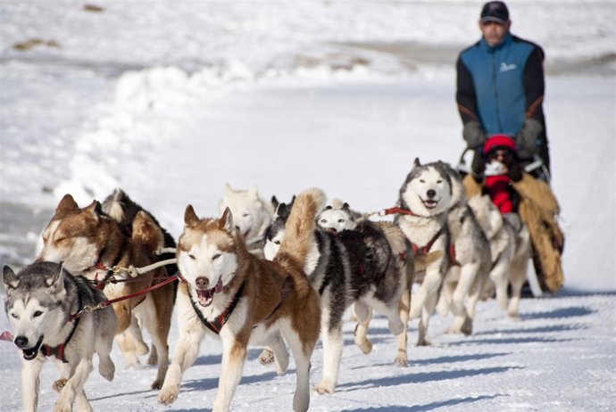 Perros nórdicos con trineo, en Cerler
