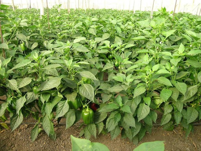 Imagen del nuevo control de plagas