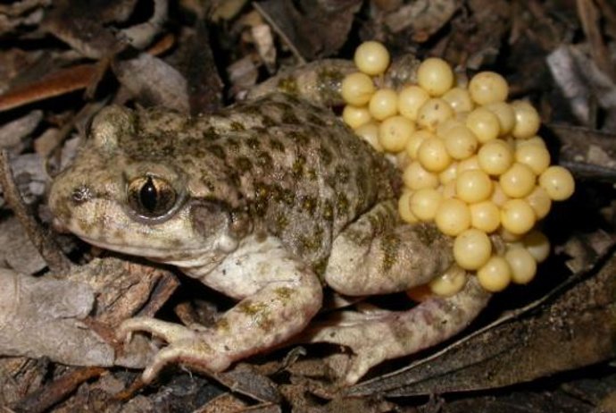 Macho de sapo partero acarreando la puesta