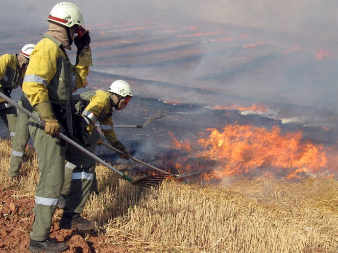 Efectivos de la ANE extinguen un incendio controlado en un campo de trigo.