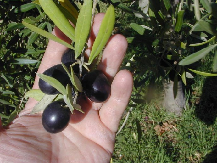 Aceitunas
