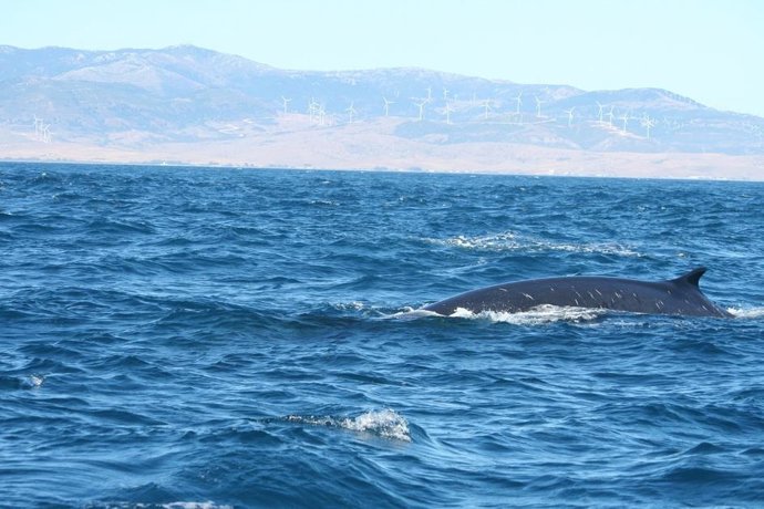 Ejemplar de rorcual común en el Estrecho de Gibraltar