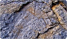 Fósil de palmera hallado en el yacimiento de Fuminya