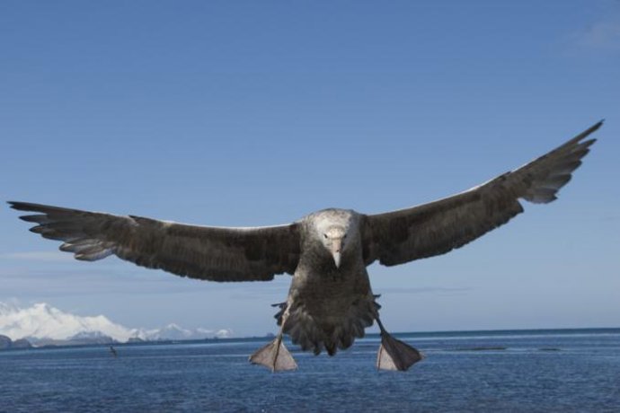 Un petrel gigante