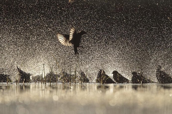 Foto ganadora del premio en la categoría 'Aves de España'