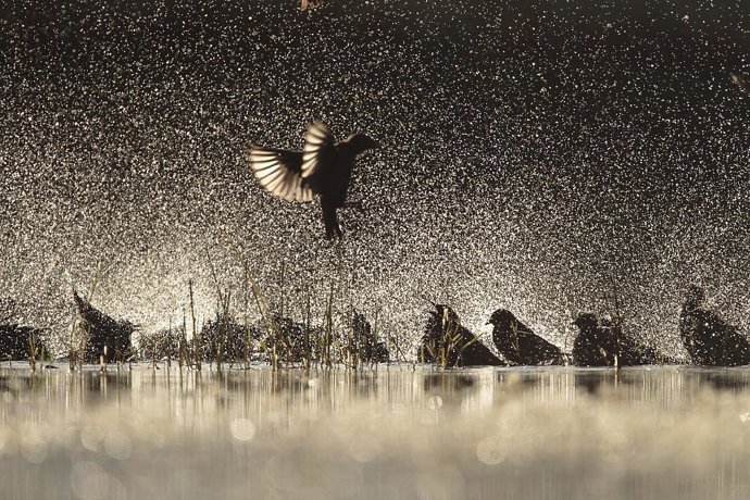 Foto ganadora del premio en la categoría 'Aves de España'