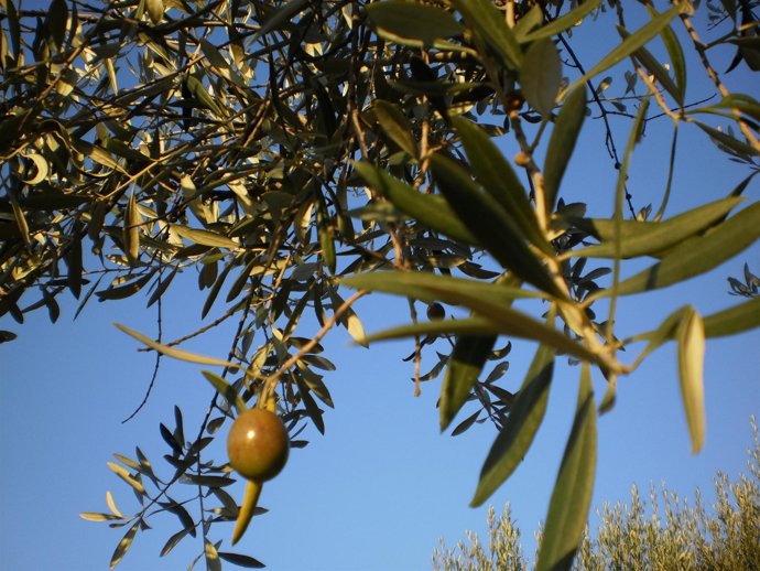 Aceite De Oliva