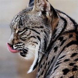 Un Ejemplar de Lince Ibérico