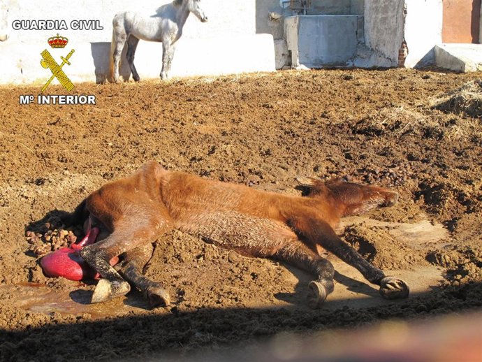 Guardia Civil De Granada, Nota De Prensa Y Fotografía