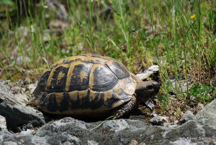 Tortuga mediterránea
