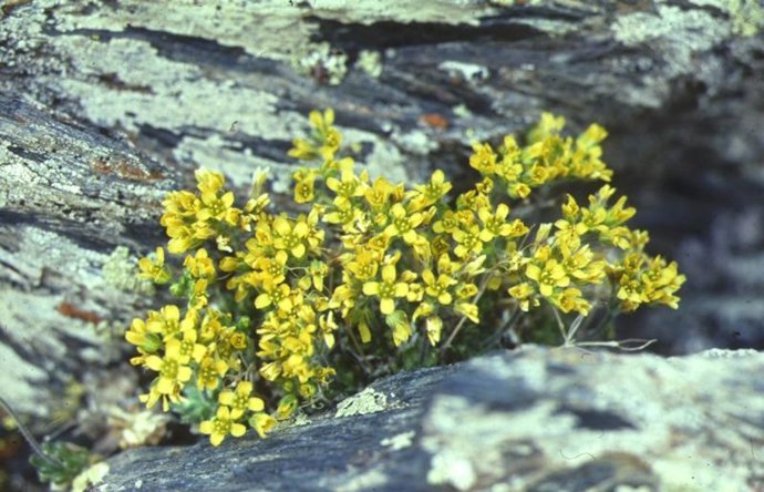 Hierba de mayor dolor