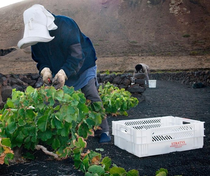 Vendimiadora de Lanzarote