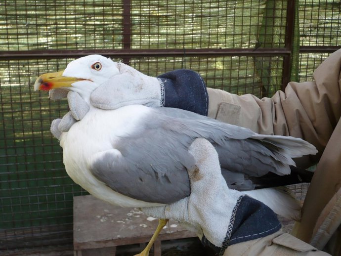 Imagen de la gaviota