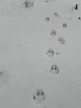 Pisadas recientes de lobos en la región