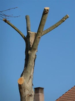 ADENEX Critica La Poda Realizada En La Calle Libra De Cáceres