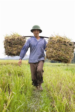 Campesion vietnamita